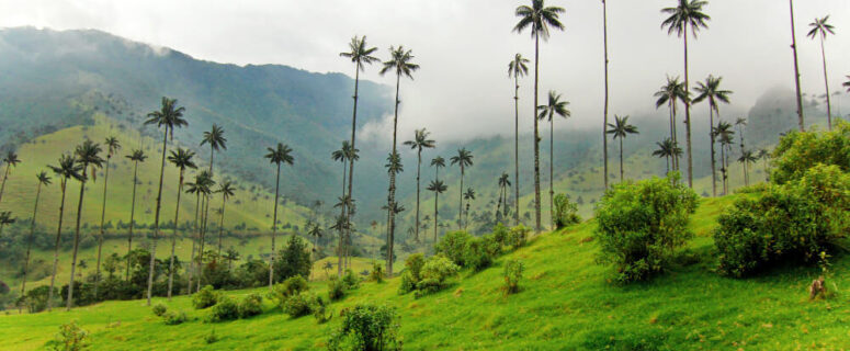 Valle del Cocora, santuario de la Palma colombiana